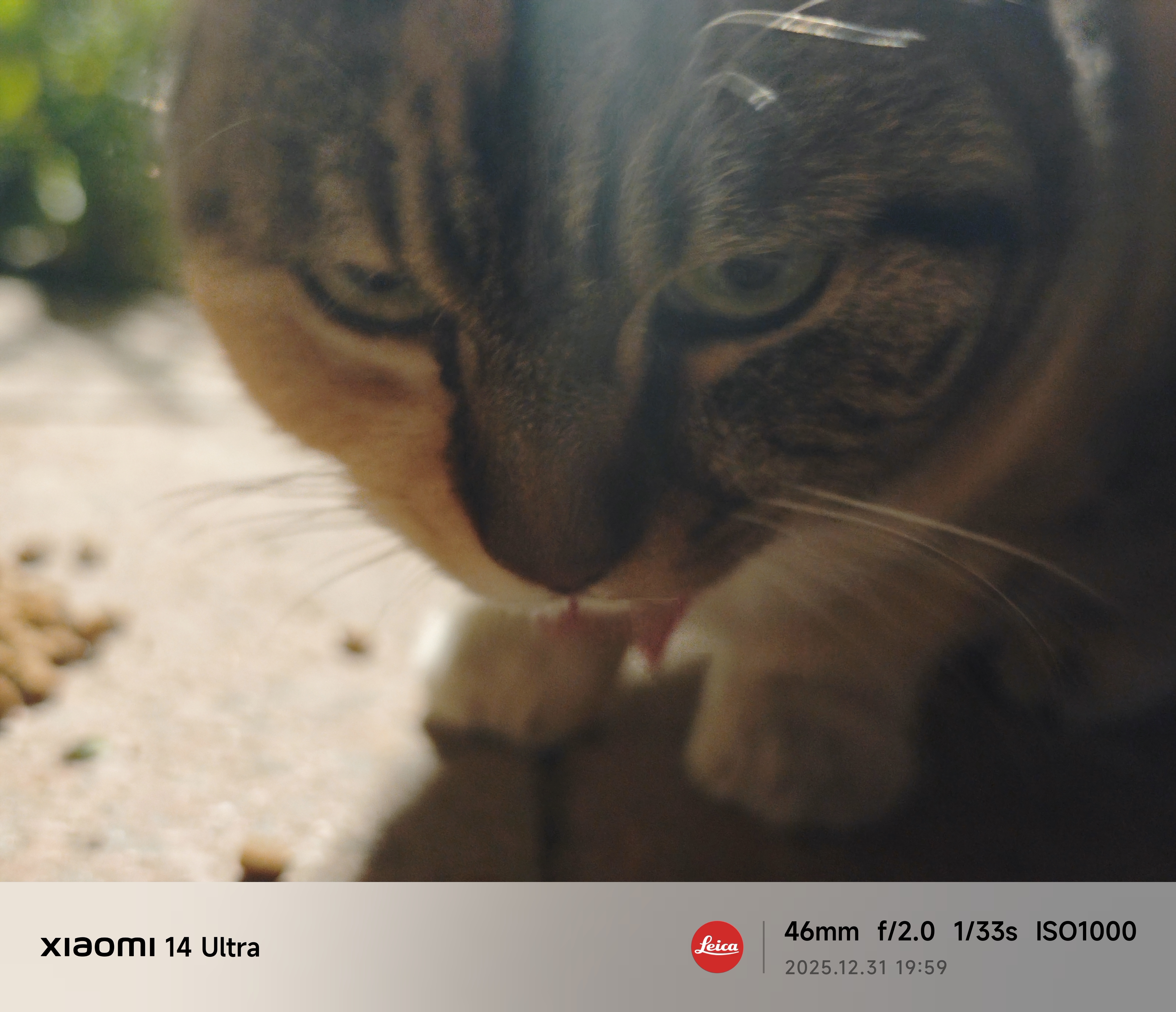 公园门口的狸花